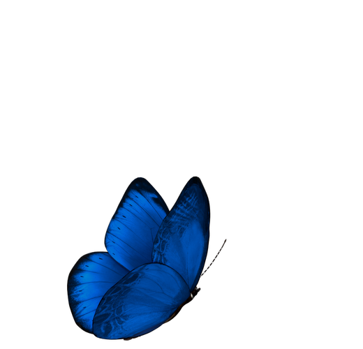 bem-video-block-butterfly-animation