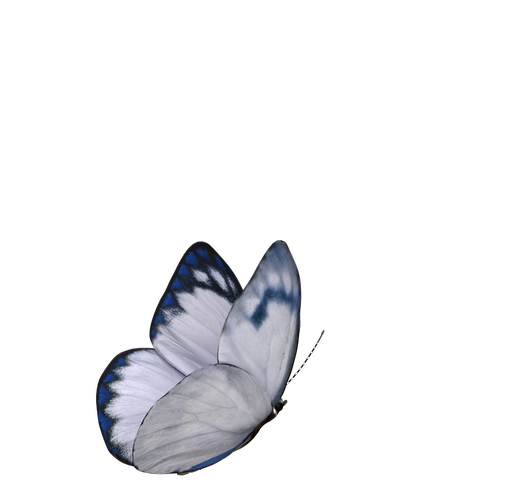 bem-video-block-butterfly-animation