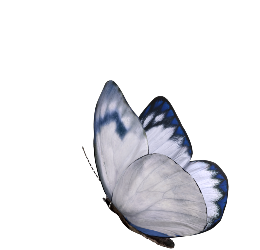 clickable-image-butterfly-animation