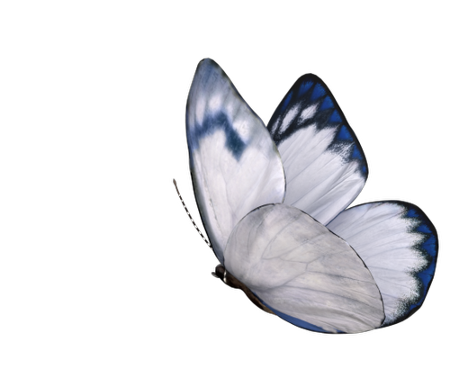 Stone variation butterfly animation