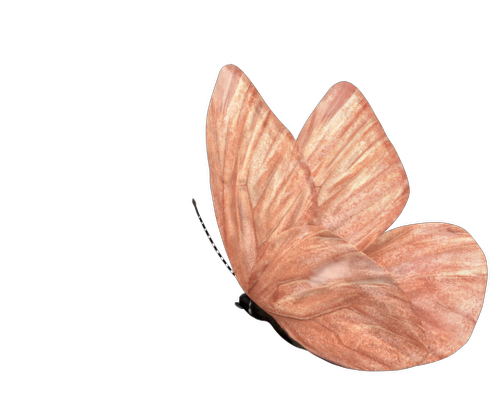 Stone variation butterfly animation