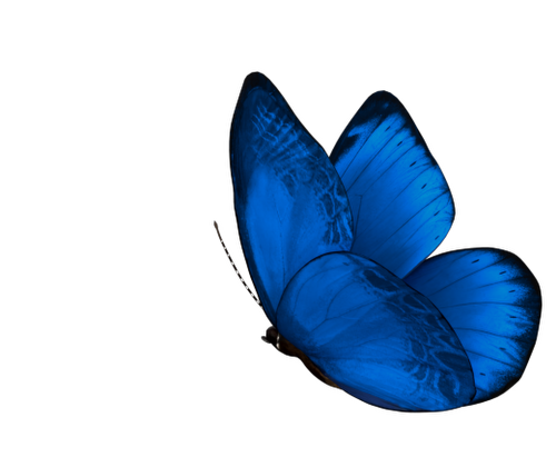 Stone variation butterfly animation