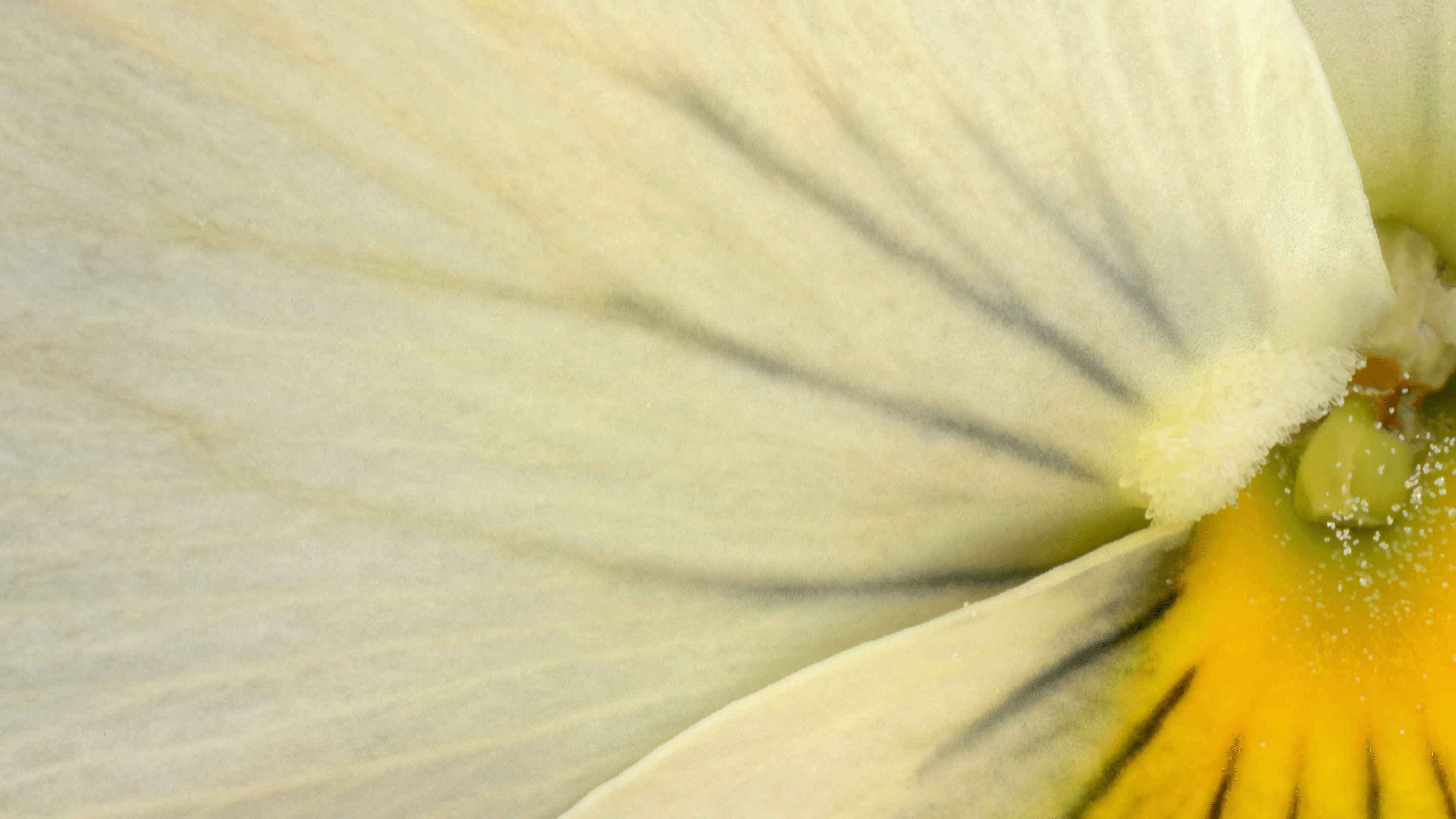 Light of flowers exhibition, Van Cleef & Arpels
