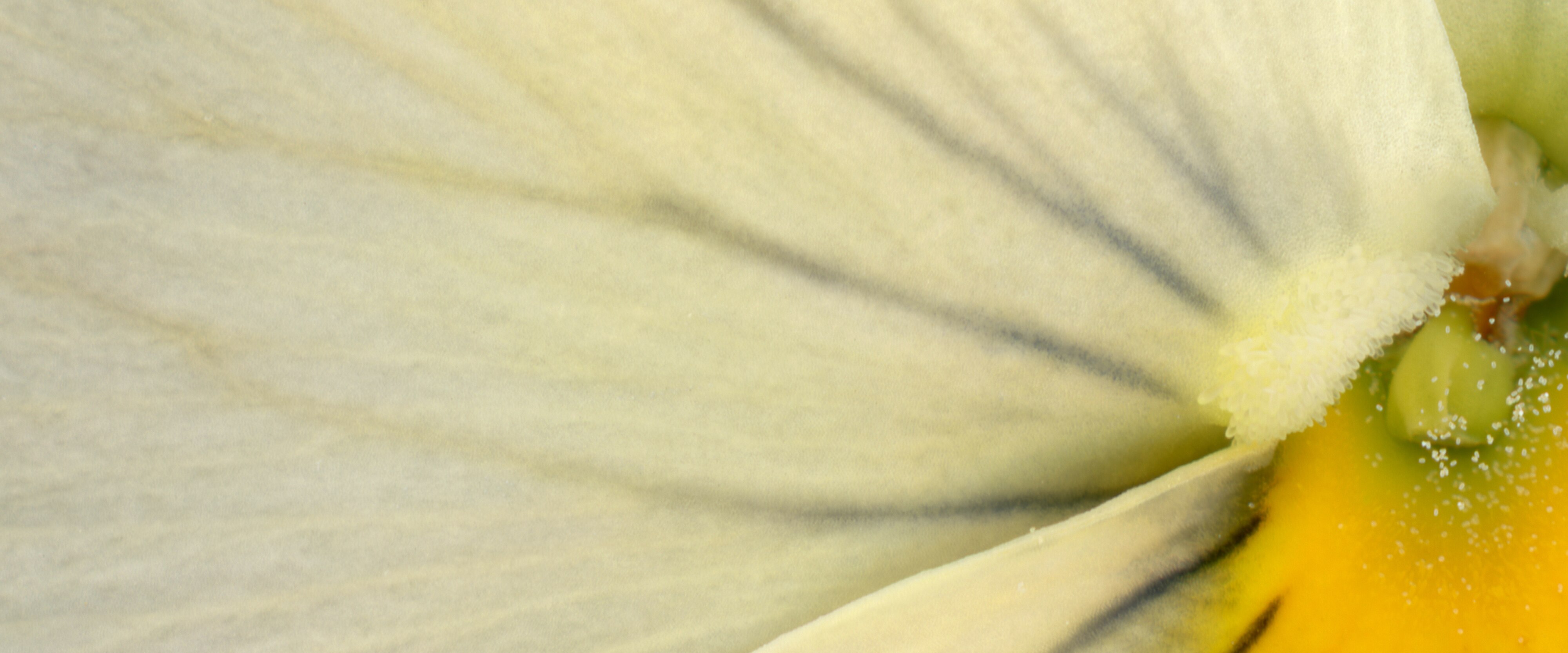 Light of flowers exhibition, Van Cleef & Arpels